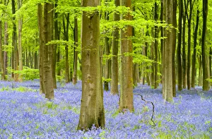 RF- Bluebell carpet (Hyacinthoides non-scripta) among beech trees (Fagus sylvatica) RF- Bluebell carpet (Hyacinthoides non-scripta) among beech trees (Fagus sylvatica)