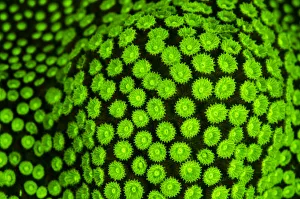 RF- Boulder star coral (Montastrea annularis) showing fluorescent green coloration RF- Boulder star coral (Montastrea annularis) showing fluorescent green coloration