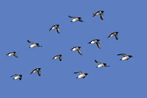 RF - Brunnichs guillemot (Uria lomvia) group flying in formation, Svalbard, Norway RF - Brunnichs guillemot (Uria lomvia) group flying in formation, Svalbard, Norway