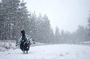 RF- Capercaillie (Tetrao urogallus) male displaying in heavy snowfall RF- Capercaillie (Tetrao urogallus) male displaying in heavy snowfall