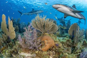 RF - Caribbean reef sharks (Carcharhinus perezi) swim over a coral reef with Common sea RF - Caribbean reef sharks (Carcharhinus perezi) swim over a coral reef with Common sea