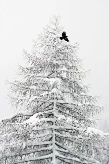RF- Carrion crow (Corvus corone) flying from a snow covered pine tree in a winter RF- Carrion crow (Corvus corone) flying from a snow covered pine tree in a winter