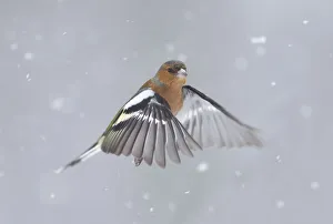 RF- Chaffinch (Fringilla coelebs) male in flight in snow. Glenfeshie, Scotland, February RF- Chaffinch (Fringilla coelebs) male in flight in snow. Glenfeshie, Scotland, February
