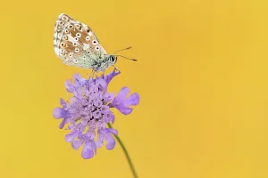 RF - Chalkhill blue butterfly (Lysandra coridon) male resting on Small scabious RF - Chalkhill blue butterfly (Lysandra coridon) male resting on Small scabious