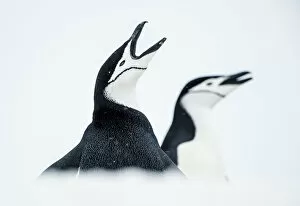 Images Dated 2nd December 2014: RF - Chinstrap Penguins (Pygoscelis antarcticus) once calling, South Shetland Islands