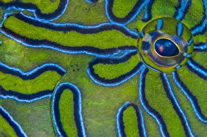 Images Dated 7th February 2008: RF - Close up detail of the eye and skin pattern of a Giant hawkfish (Cirrhitus rivulatus