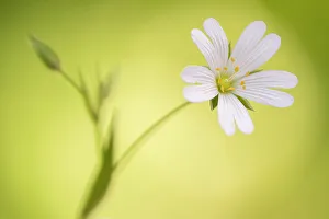 RF - Close up of Greater stitchwort (Stellaria holostea) flower, Cornwall, UK. April RF - Close up of Greater stitchwort (Stellaria holostea) flower, Cornwall, UK. April