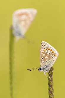 RF - Common blue butterflies (Polyommatus icarus) resting on a backlit grass RF - Common blue butterflies (Polyommatus icarus) resting on a backlit grass