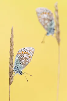 RF - Common blue butterflies (Polyommatus icarus) resting on grass. Vealand Farm, Devon RF - Common blue butterflies (Polyommatus icarus) resting on grass. Vealand Farm, Devon