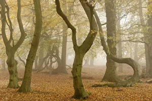 RF- Contorted trunks of Beech trees (Fagus sylvatica) in autumn mist RF- Contorted trunks of Beech trees (Fagus sylvatica) in autumn mist