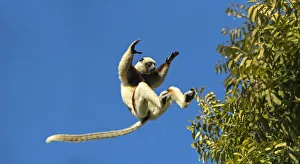 RF - Coquerels sifaka (Propithecus coquereli) jumping, Anjajavy Private Reserve RF - Coquerels sifaka (Propithecus coquereli) jumping, Anjajavy Private Reserve