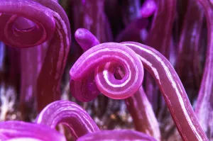 RF - Cork-screw anemone (Macrodactyla doreensis). Lembeh Strait, North Sulawesi, Indonesia RF - Cork-screw anemone (Macrodactyla doreensis). Lembeh Strait, North Sulawesi, Indonesia