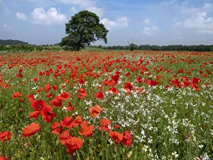 RF - Corn poppies (Papaver rhoeas) growing in failed bean crop, Norfolk , England, UK RF - Corn poppies (Papaver rhoeas) growing in failed bean crop, Norfolk , England, UK