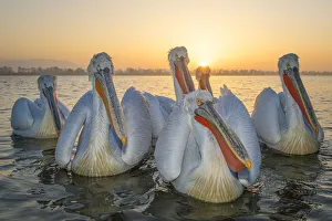 RF - Dalmatian pelicans (Pelecanus crispus) Lake Kerkini, Greece, March RF - Dalmatian pelicans (Pelecanus crispus) Lake Kerkini, Greece, March