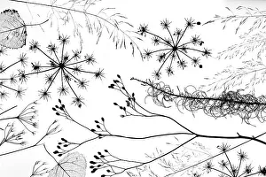 RF - Delicate grass and flowers silhouetted black against white background RF - Delicate grass and flowers silhouetted black against white background