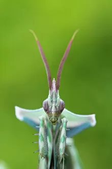 Arthropoda Gallery: RF - Devils flower mantis (Idolomantis diabolica) male, captive, occurs in Africa