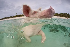 RF- Domestic pig (Sus domestica) swimming in sea. Exuma Cays, Bahamas RF- Domestic pig (Sus domestica) swimming in sea. Exuma Cays, Bahamas