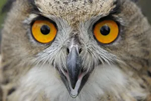 RF- Eagle owl (Bubo bubo) calling, raised in captivity and newly released into the wild RF- Eagle owl (Bubo bubo) calling, raised in captivity and newly released into the wild