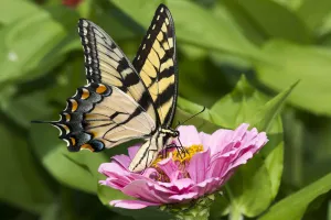 RF - Eastern tiger swallowtail butterfly (Papilio glaucus) nectaring on Zinnia in farm garden RF - Eastern tiger swallowtail butterfly (Papilio glaucus) nectaring on Zinnia in farm garden