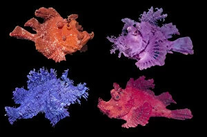 Astonishing Gallery: RF - Eschmeyers scorpionfish (Rhinopias eschmeyeri) composite image showing different colour