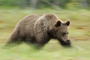 RF- Eurasian brown bear (Ursus arctos) running, Suomussalmi, Finland. July RF- Eurasian brown bear (Ursus arctos) running, Suomussalmi, Finland. July