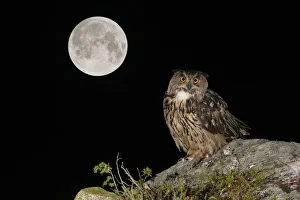 RF- Eurasian Eagle owl (Bubo bubo) adult perched on rocky outcrop with the Super Full Moon RF- Eurasian Eagle owl (Bubo bubo) adult perched on rocky outcrop with the Super Full Moon