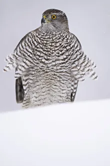 RF - Eurasian goshawk (Accipiter gentilis) juvenile in snow, Vitbergets Nature Reserve RF - Eurasian goshawk (Accipiter gentilis) juvenile in snow, Vitbergets Nature Reserve