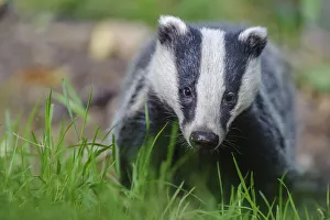 RF - European badger (Meles meles) foraging, portrait. Devon, England, UK. June RF - European badger (Meles meles) foraging, portrait. Devon, England, UK. June