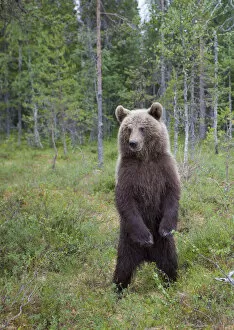 Images Dated 1st July 2009: RF- European brown bear (Ursus arctos) standing on rear legs, Kuhmo, Finland, July 2009