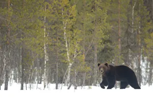 Boreal Forest Gallery: RF - European brown bear (Ursus arctos) male in the snow