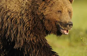 Images Dated 11th July 2009: RF- European brown bear (Ursus arctos) with mouth open, Kuhmo, Finland. July
