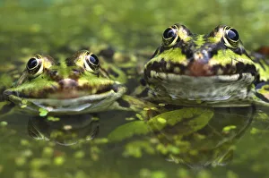 RF- European edible frog (Rana esculenta) amongst duckweed, the Netherlands RF- European edible frog (Rana esculenta) amongst duckweed, the Netherlands
