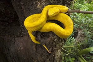 Rainforest Gallery: RF - Eyelash Pit Viper (Bothriechis schlegelii) Costa Rica