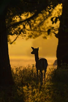 Gold Colour Gallery: RF- Fallow deer (Dama dama) doe at sunrise during rut, Deer Park, Holkham, Norfolk, UK, October