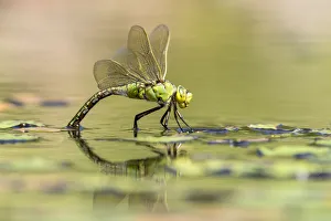 RF - Female emperor dragonfly (Anax imperator) laying eggs on garden pond, Broxwater RF - Female emperor dragonfly (Anax imperator) laying eggs on garden pond, Broxwater