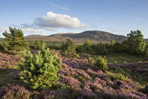 RF - Flowering heather moor and scattered pine and birch, Tulloch Moor, Cairngorms RF - Flowering heather moor and scattered pine and birch, Tulloch Moor, Cairngorms
