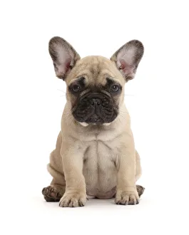 RF - French bulldog puppy, 7 weeks, sitting RF - French bulldog puppy, 7 weeks, sitting