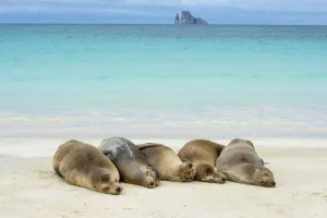 RF - Galapagos sea lions (Zalophus wollebaeki) five females hauled out on a beach RF - Galapagos sea lions (Zalophus wollebaeki) five females hauled out on a beach