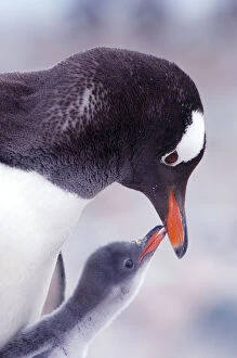 Spheniscidae Gallery: RF- Gentoo Penguin (Pygoscelis papua) chick begging parent for food, Antarctica