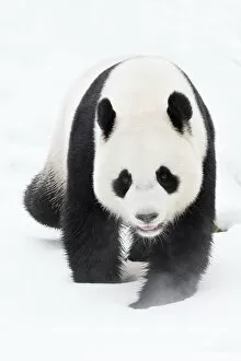 Images Dated 14th January 2017: RF - Giant panda (Ailuropoda melanoleuca) in snow, captive
