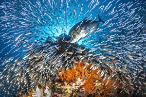 RF - A giant trevally (Caranx ignobilis) scatters baitfish (silversides and cardinalfish RF - A giant trevally (Caranx ignobilis) scatters baitfish (silversides and cardinalfish