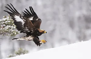 RF- Golden eagle (Aquila chrysaetos) landing in snow, Flatanger, Norway. November RF- Golden eagle (Aquila chrysaetos) landing in snow, Flatanger, Norway. November