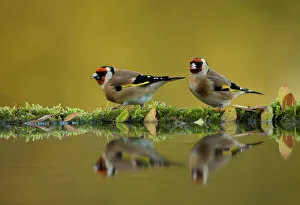 Songbird Gallery: RF- Goldfinch (Carduelis carduelis) reflected in pool, Worcestershire. November