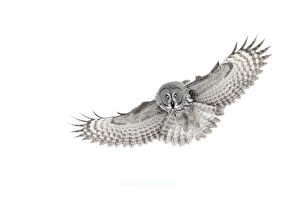 Images Dated 27th March 2016: RF- Great grey owl (Strix nebulosa) in flight, Finland, March
