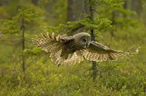 RF- Great grey owl (Strix nebulosa) in flight. Kuhmo, Finland RF- Great grey owl (Strix nebulosa) in flight. Kuhmo, Finland