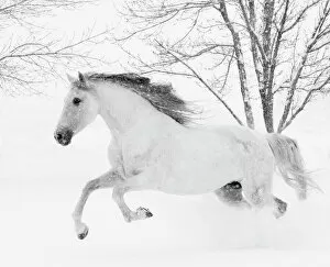 Running Gallery: RF - Grey Andalusian mare running in snow, Berthoud, Colorado, USA. January