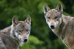 Images Dated 24th July 2009: RF- Two Grey wolves (Canis lupus) head portraits with damp coats from rain shower
