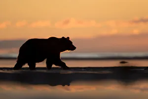 RF - Grizzly Bear (Ursus arctos) at dawn, Lake Clarke National Park, Alaska, September RF - Grizzly Bear (Ursus arctos) at dawn, Lake Clarke National Park, Alaska, September