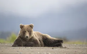 RF - Grizzly Bear (Ursus arctos) resting, Lake Clarke National Park, Alaska, September RF - Grizzly Bear (Ursus arctos) resting, Lake Clarke National Park, Alaska, September
