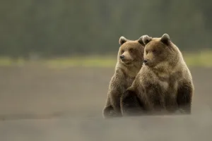RF - Two Grizzly bears (Ursus arctos) Lake Clark National Park, Alaska, September RF - Two Grizzly bears (Ursus arctos) Lake Clark National Park, Alaska, September